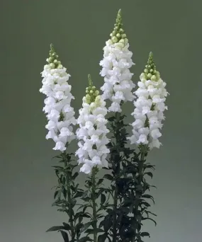 Antirrhinum Legend White Flower Seeds