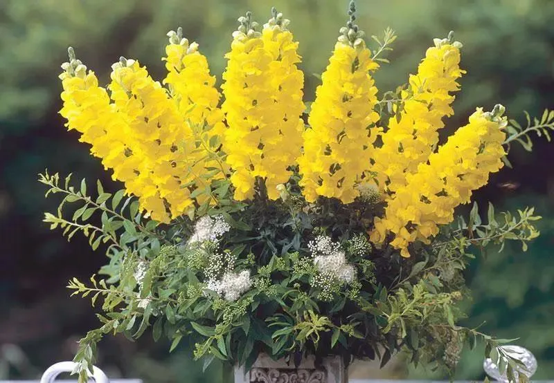 Antirrhinum Legend Yellow Flower Seeds