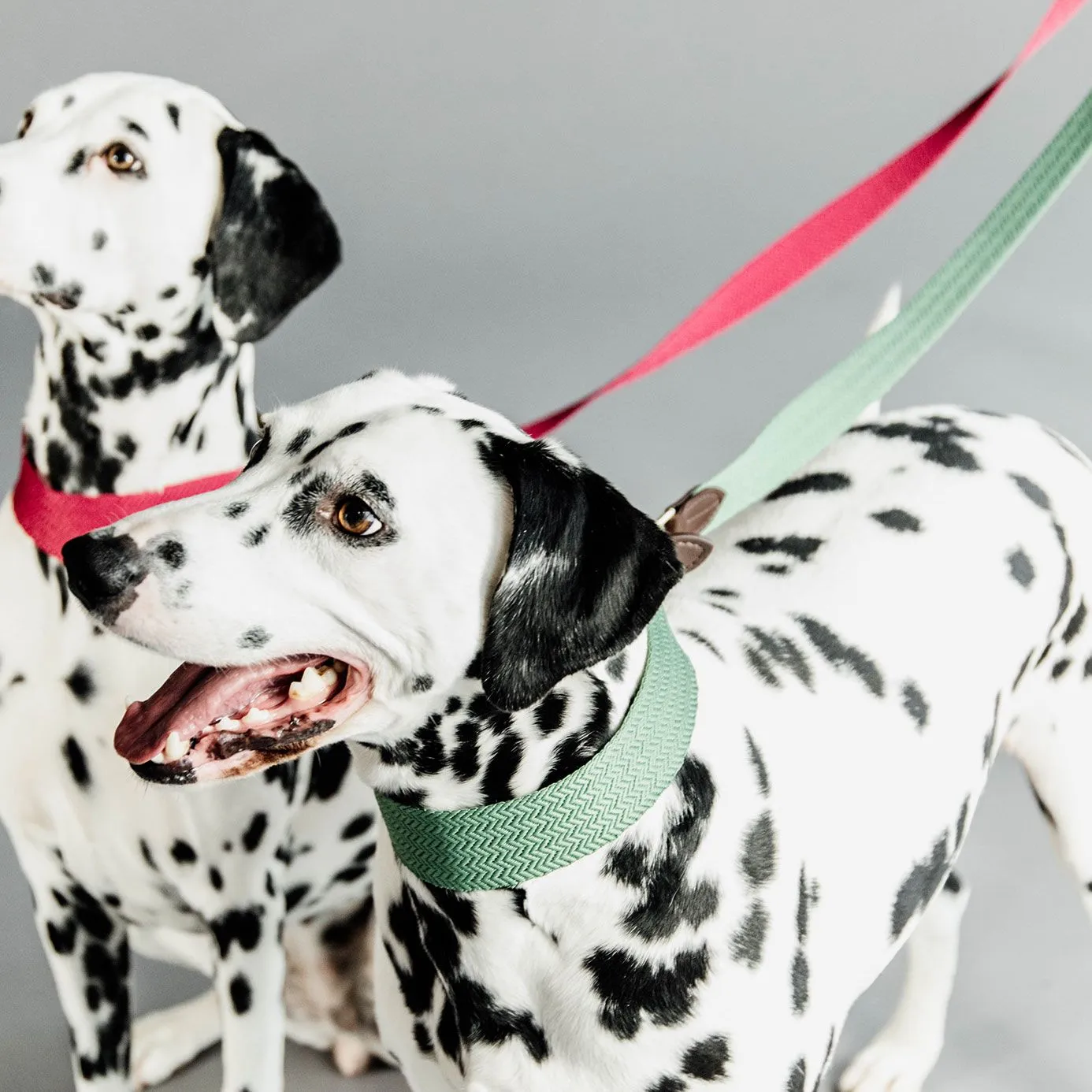 Kentucky Dogwear Jacquard Dog Lead - Olive Green